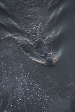 Avrupa su samuru yüzme ve nehirde oynarken