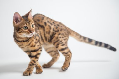 Beyaz arka plan üzerinde oynarken sürpriz bengal kedisi