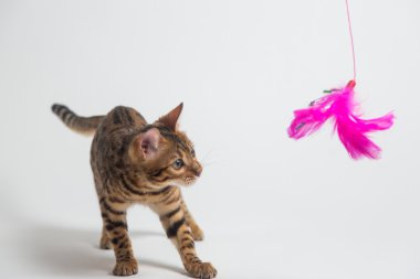 Beyaz arka plan üzerinde oynarken Bengal kedisi