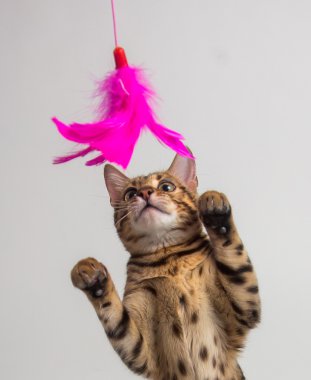 Beyaz arka plan üzerinde oynarken Bengal kedisi