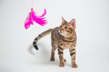 Beyaz arka plan üzerinde oynarken Bengal kedisi