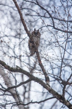 ağaç dalı oturan baykuş