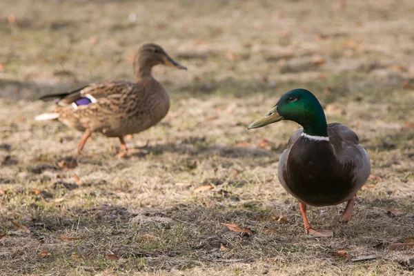Dos patos caminando sobre hierba seca — Foto de Stock