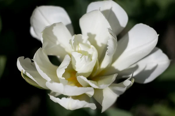 Kwitnący białego tulipana na wiosnę — Zdjęcie stockowe