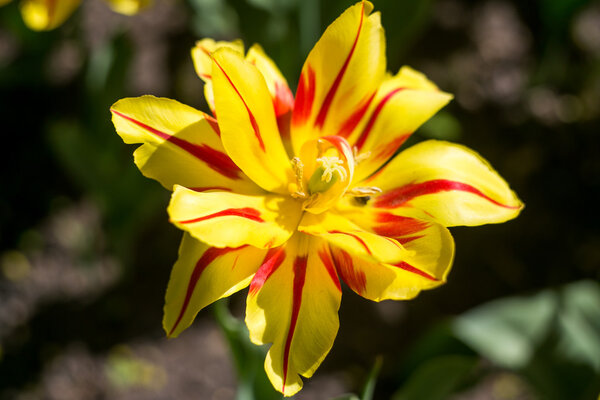 Цветущий желтый тюльпан весной