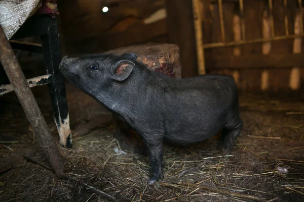 Портрет чёрной свиньи — стоковое фото