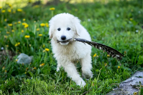 Oynayan sevimli beyaz köpek köpek