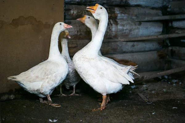 Gansos brancos em pé em um galpão — Fotografia de Stock