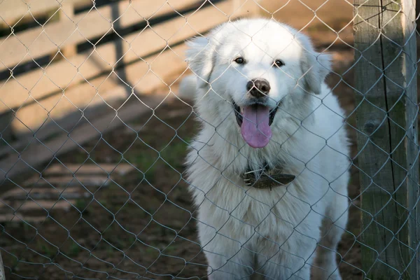 Beyaz genç Maremma çoban köpeği gülümsüyor