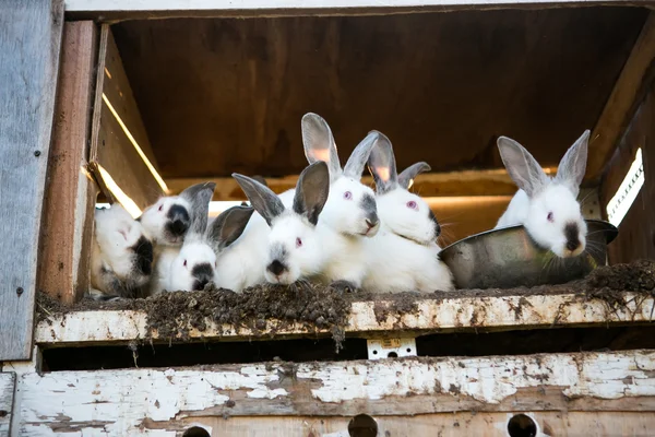 Beautiful white rabbits