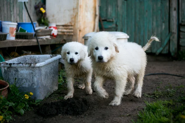 Sevimli beyaz köpek yavruları