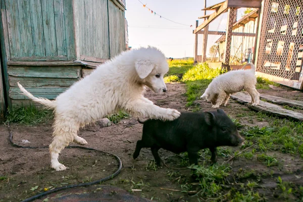 sevimli beyaz yavru köpek