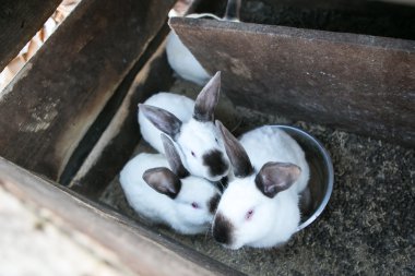 Güzel beyaz tavşan