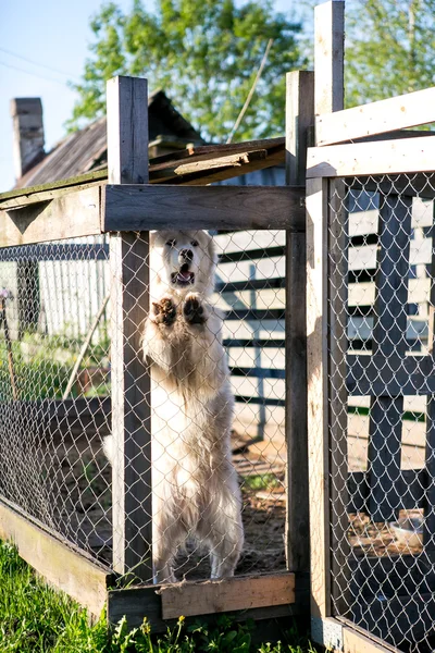 Genç Beyaz Maremma yipping çoban köpeği