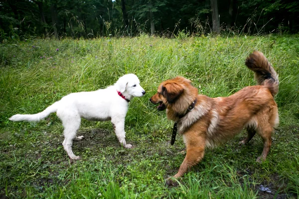 Sevimli beyaz maremma köpek yavrusu