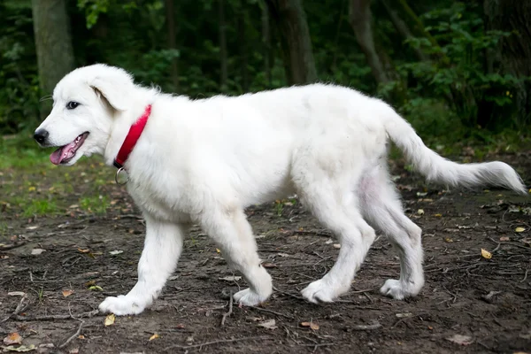 Sevimli beyaz maremma köpek yavrusu