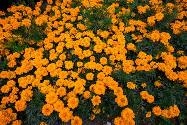 Çiçek açan tagetes