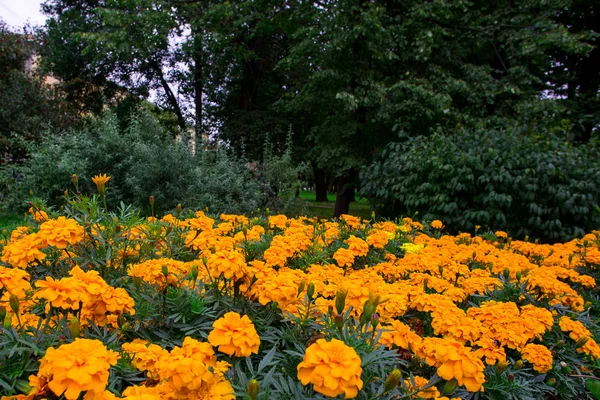 Orange blommande tagetes — Stockfoto