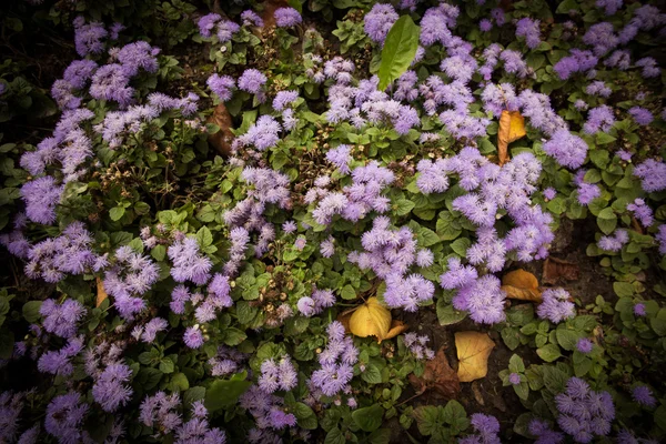 Пурпурна квітка фону — стокове фото