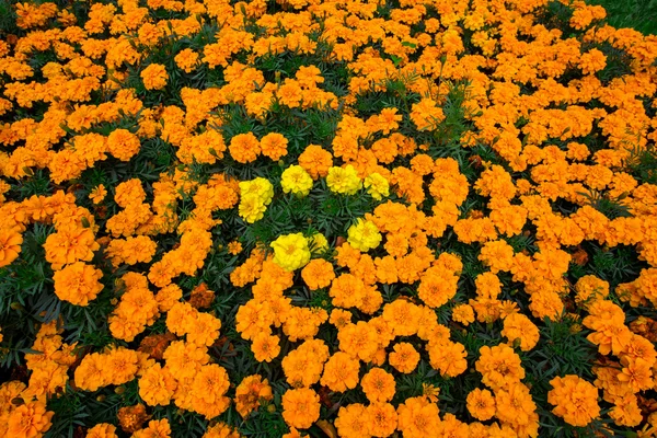 Çiçek açan tagetes