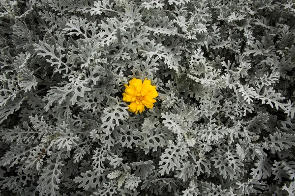 Fundo musgo e flor — Fotografia de Stock