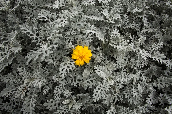 Moss background and flower — Stock Photo, Image