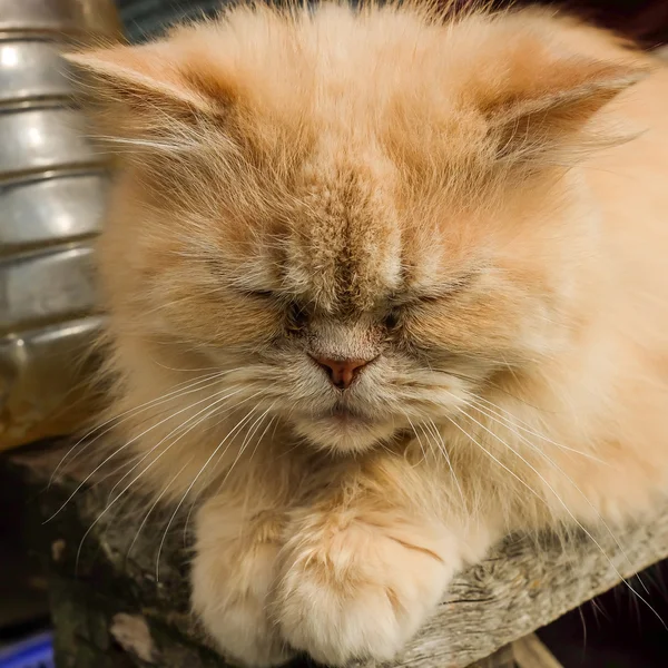 Perzische kat slaapt — Stockfoto