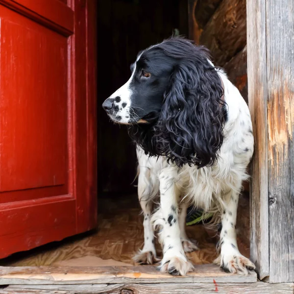 Spaniel köpek kapı