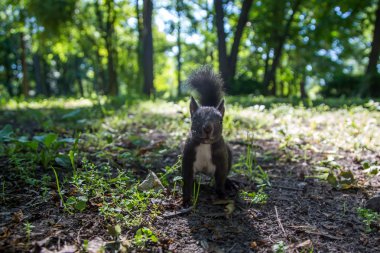 Yerel bir ortak parkta sincap