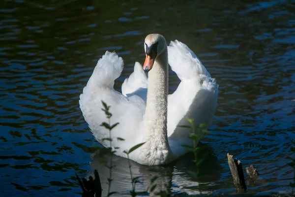 Cigno bianco sullo stagno — Foto Stock