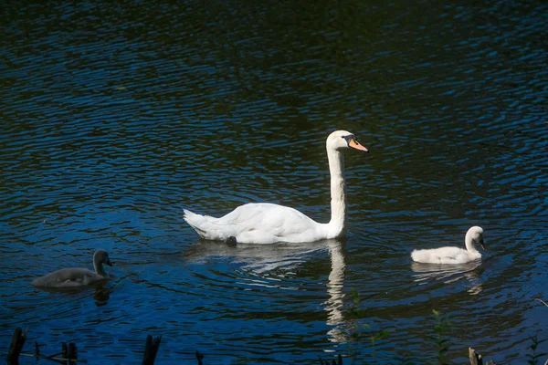 Cisne branco na lagoa — Fotografia de Stock