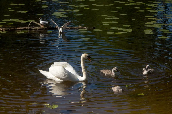 Schöne süße kleine Schwäne — Stockfoto