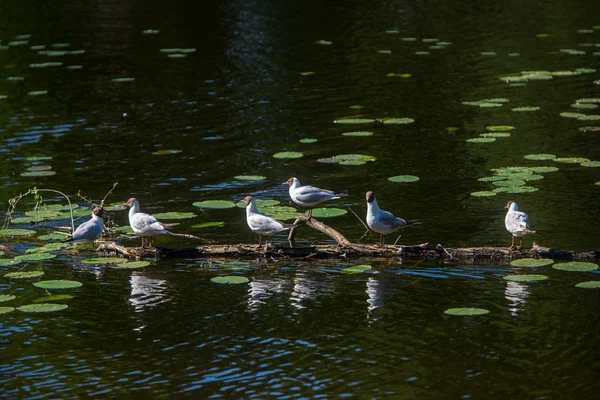 Enam burung camar duduk — Stok Foto