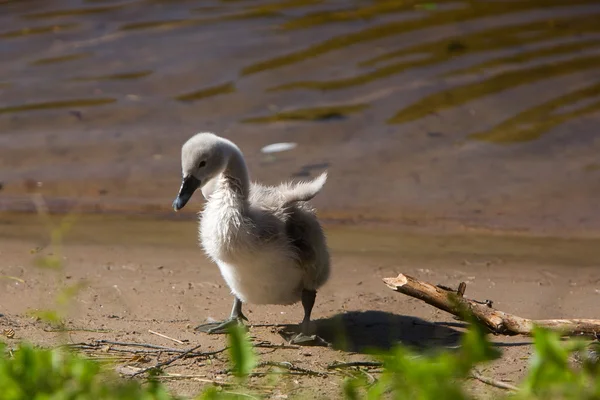 Beautiful cute little swan near the lake — Stock Photo, Image