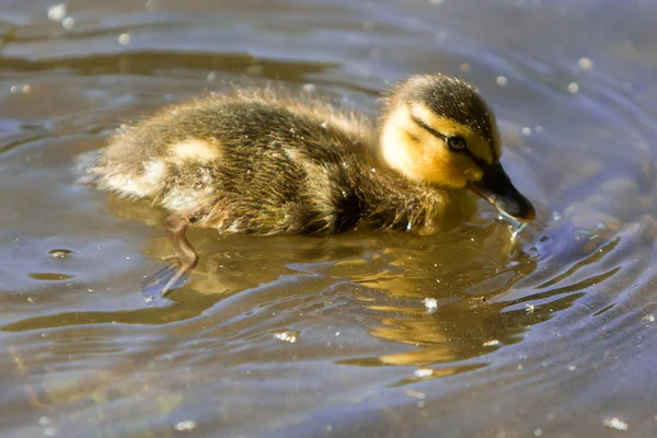 Bebé patito nadando en el estanque — Foto de Stock