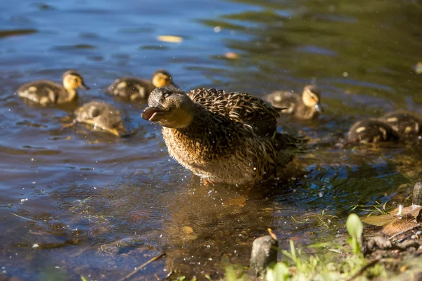 Pato selvagem com patinhos — Fotografia de Stock