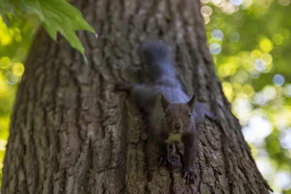 Eichhörnchen in einem öffentlichen Park — Stockfoto