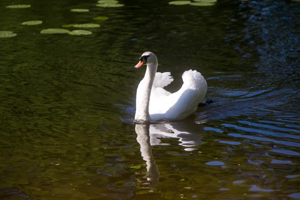 Cisne branco na lagoa — Fotografia de Stock