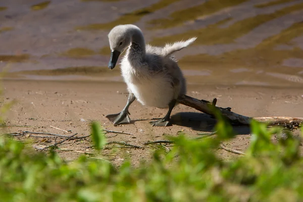 Bella carino piccolo cigno vicino al lago — Foto Stock