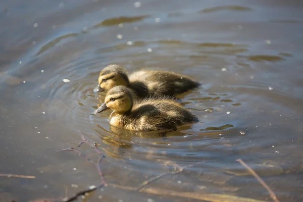 Bebé patitos nadando en el estanque — Foto de Stock