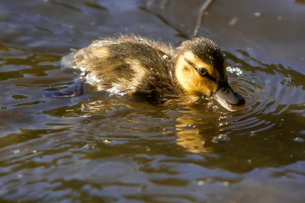 Bebé patito nadando en el estanque — Foto de Stock