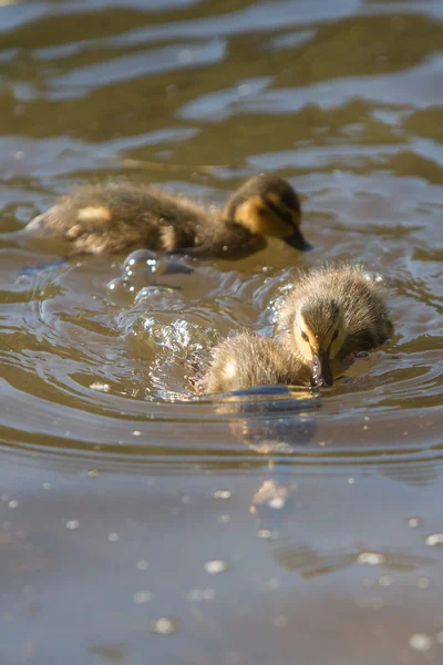 Baby ducklings swimming in pond — Stock Photo, Image