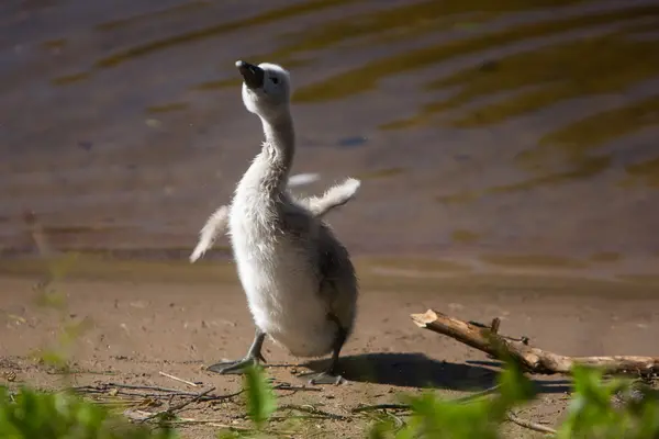 Bella carino piccolo cigno vicino al lago — Foto Stock