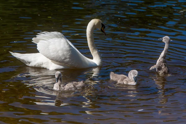 Beautiful cute little swans — Stock Photo, Image