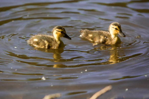 Baby ducklings swimming in pond — Stock Photo, Image