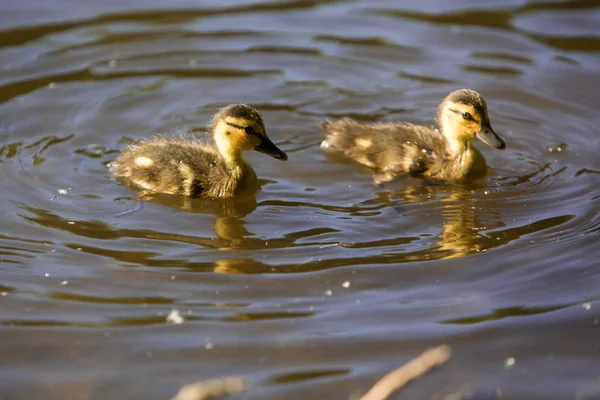 Bebé patitos nadando en el estanque — Foto de Stock