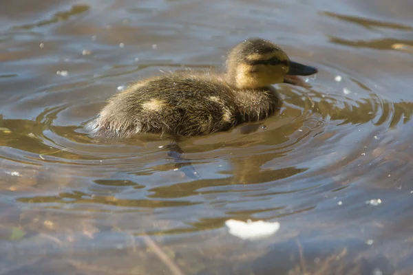 Baby anatroccolo nuoto nello stagno — Foto Stock