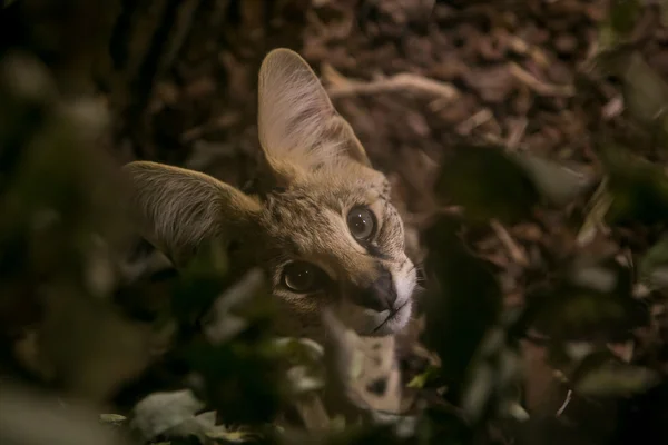 Güzel serval yavru kedi