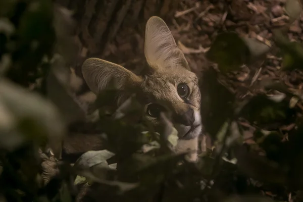 Güzel serval yavru kedi