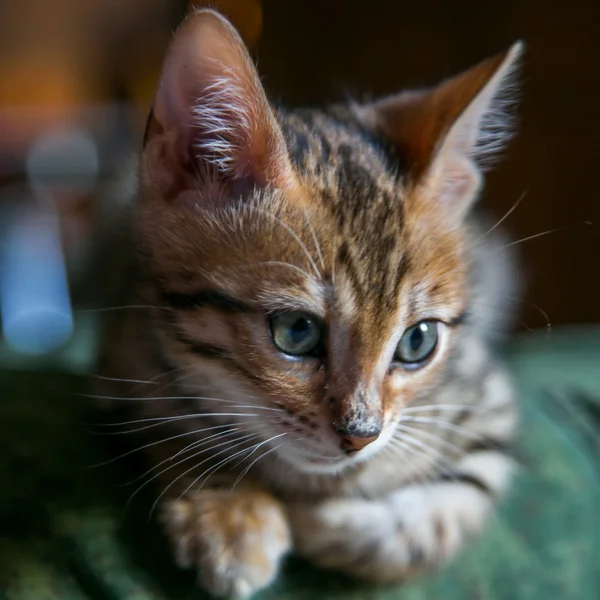 Encantador gato de bengala —  Fotos de Stock